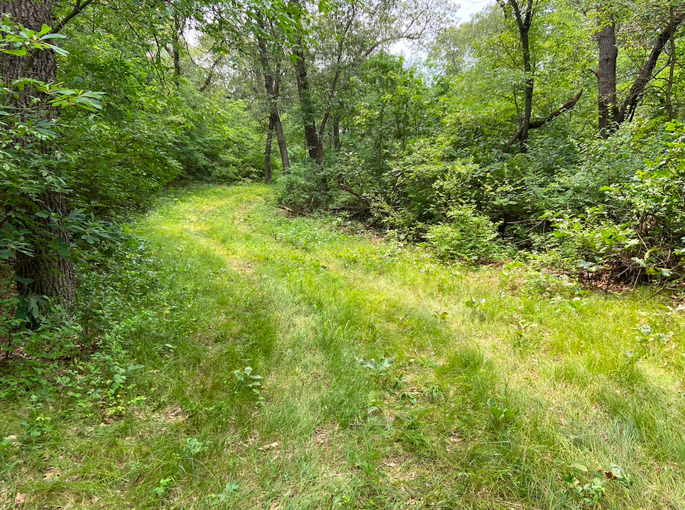 0 7000s Road St. Anne, IL 60964 - Photo 26 of 50 a view of a lush green forest