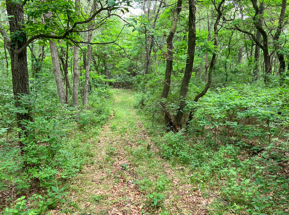 0 7000s Road St. Anne, IL 60964 - Photo 29 of 50 a view of a lush green forest