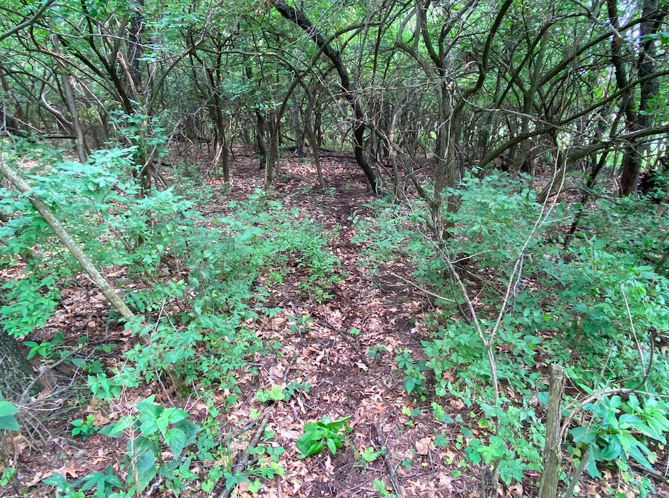0 7000s Road St. Anne, IL 60964 - Photo 31 of 50 a view of a lush green forest