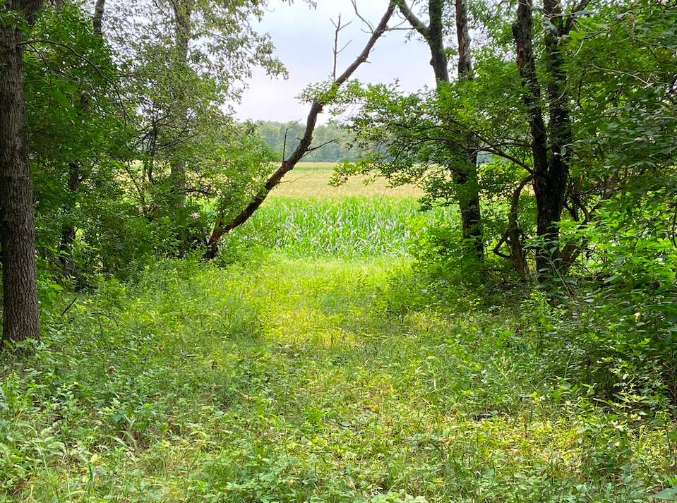 0 7000s Road St. Anne, IL 60964 - Photo 32 of 50 a view of a yard with plants and large trees