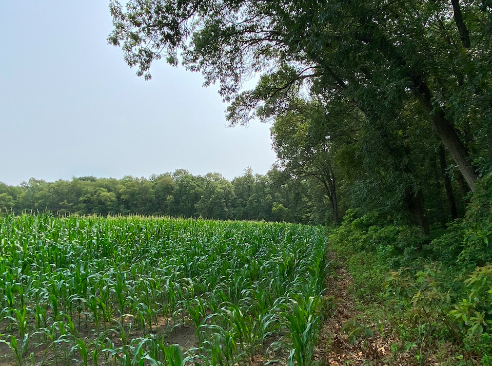 0 7000s Road St. Anne, IL 60964 - Photo 35 of 50 a view of a lush green forest with trees in the background