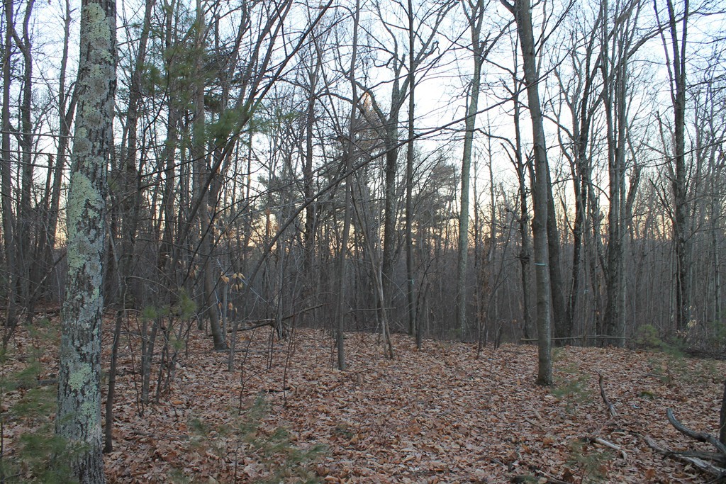 0 Sterling Road Princeton, MA 01541 - Photo 1 of 16 a view of backyard with trees