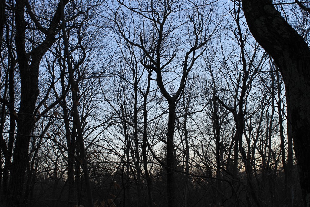 0 Sterling Road Princeton, MA 01541 - Photo 11 of 16 a backyard of a house with lots of trees