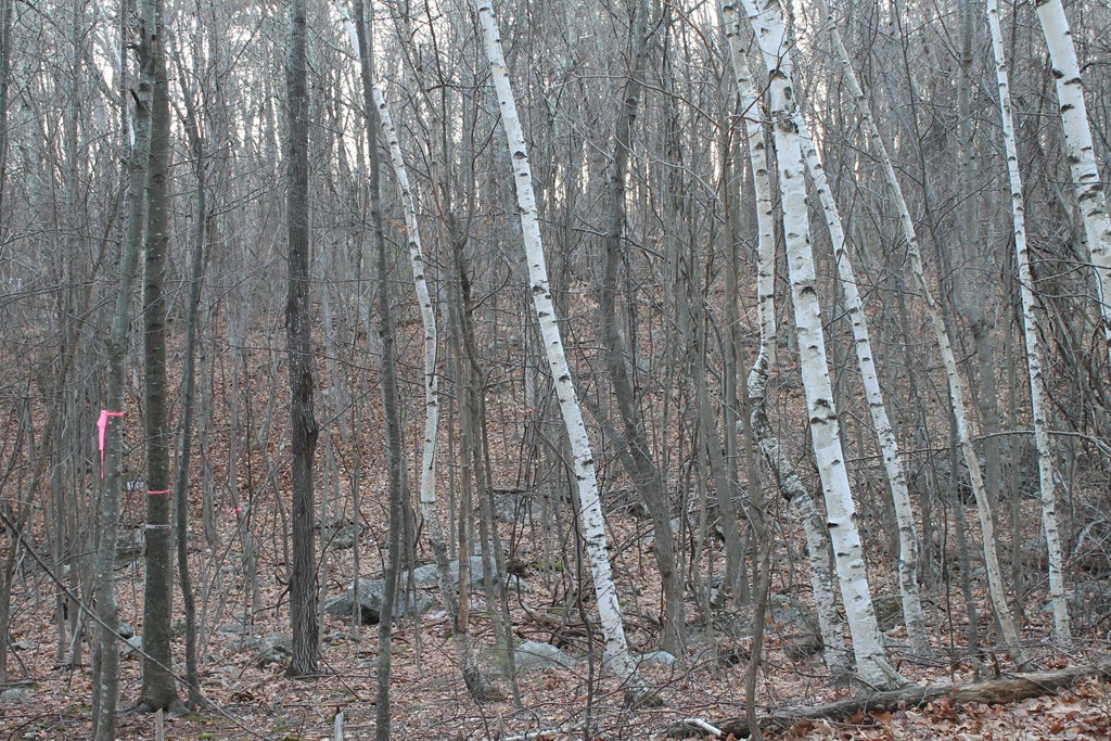 0 Sterling Road Princeton, MA 01541 - Photo 14 of 16 a close view of wooden racks