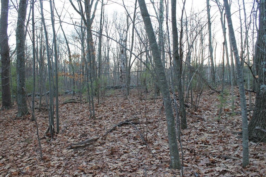 0 Sterling Road Princeton, MA 01541 - Photo 3 of 16 a view of a forest
