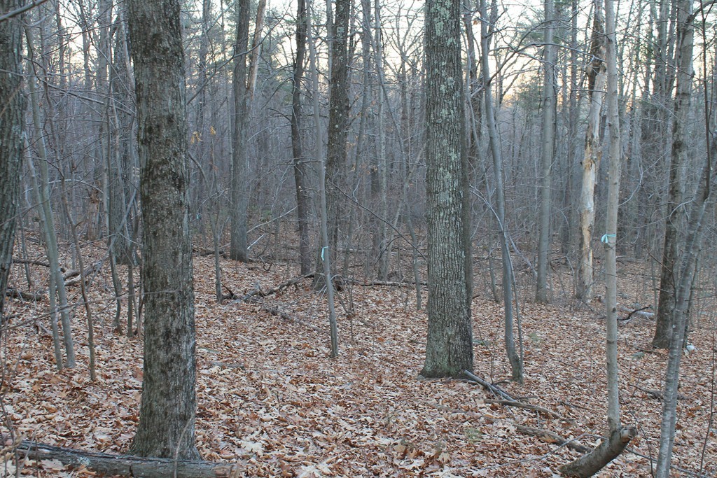 0 Sterling Road Princeton, MA 01541 - Photo 4 of 16 a view of a pathway of a forest