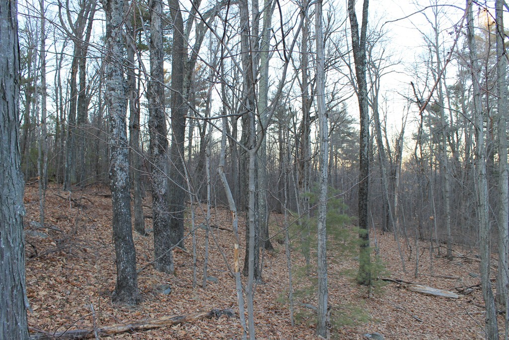 0 Sterling Road Princeton, MA 01541 - Photo 6 of 16 a view of a forest