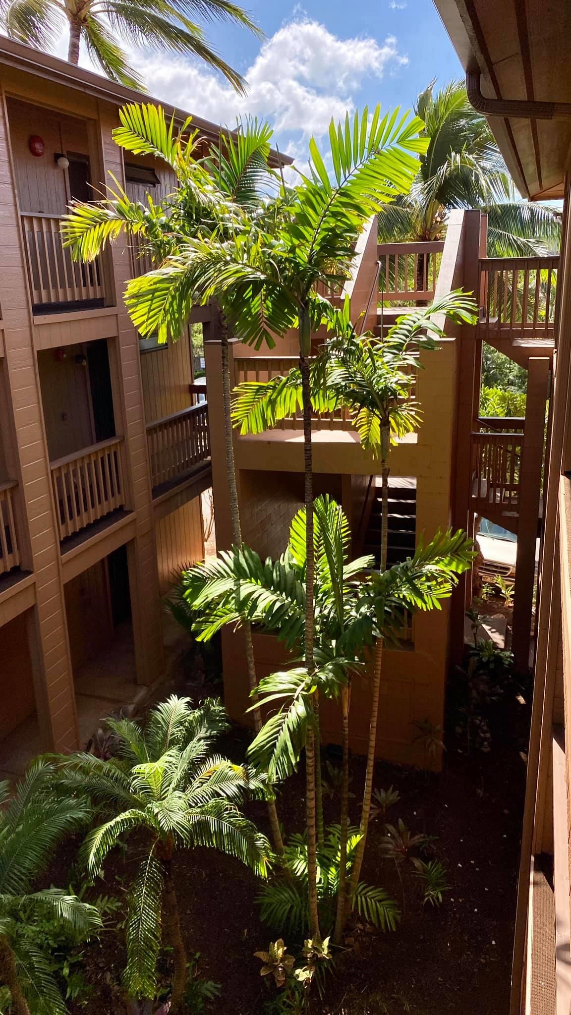 3740 Lower Honoapiilani Road, Unit G309 Lahaina, HI 96761 - Photo 13 of 17 a plant