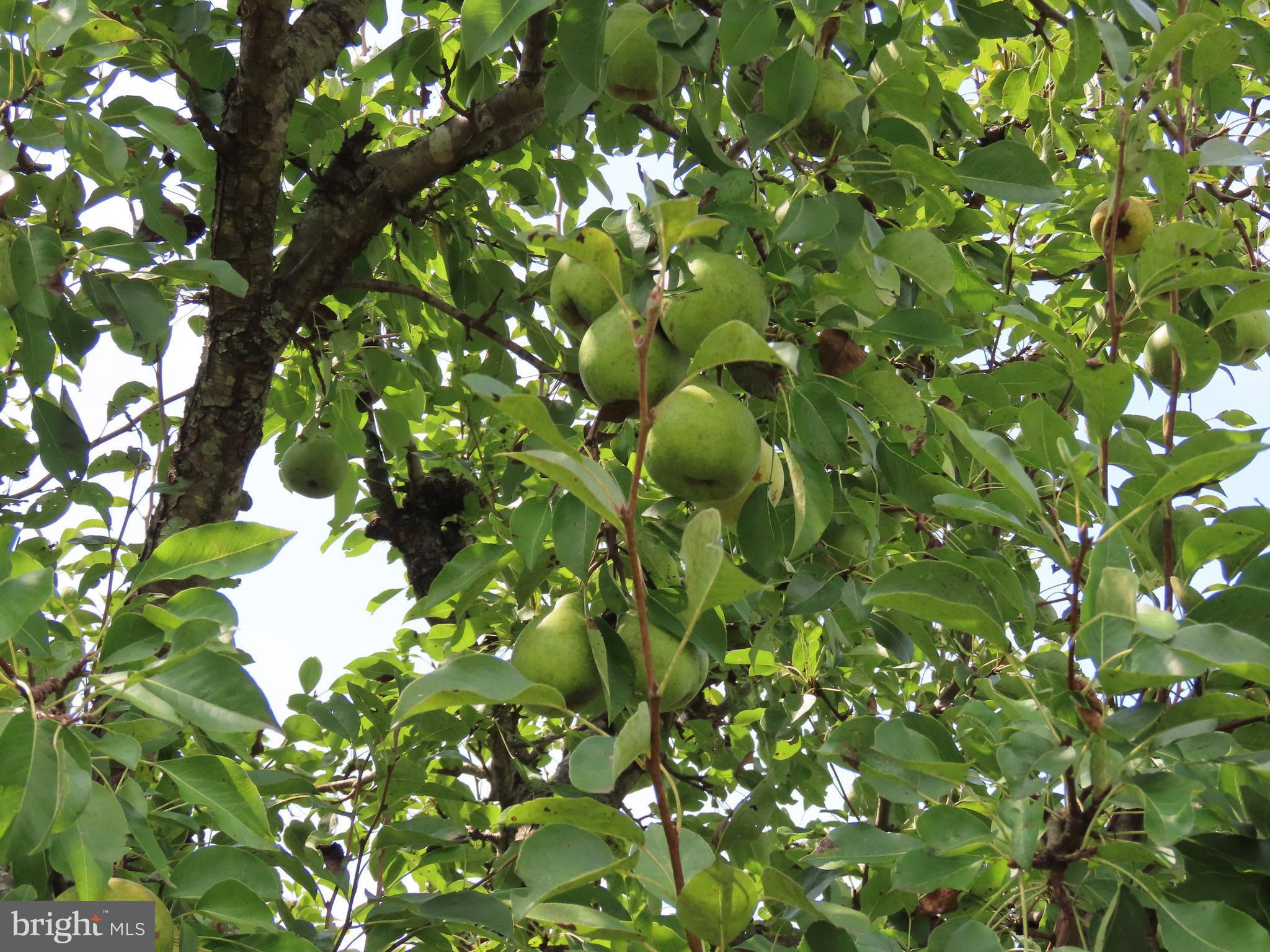 369 Hinsons Ford Road Amissville, VA 20106 - Photo 46 of 50 Orchard has apples and pears
