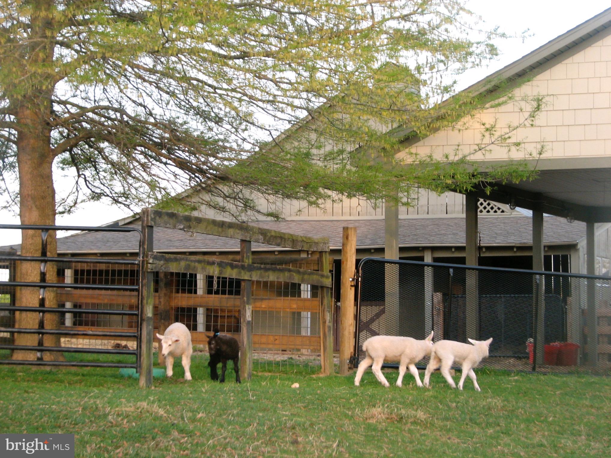 369 Hinsons Ford Road Amissville, VA 20106 - Photo 48 of 50 Animals welcome!