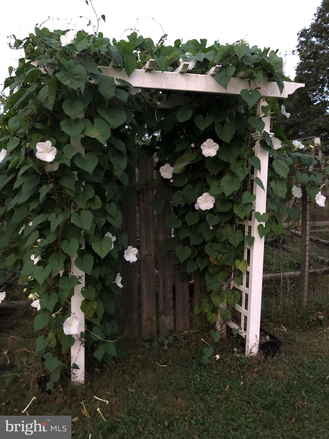 10100 Moxley Road Damascus, MD 20872 - Photo 49 of 79 Moon Flowers in bloom at garden entrance