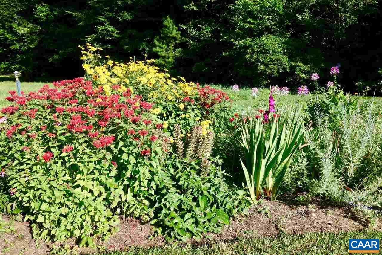 3897 Free Union Road Charlottesville, VA 22901 - Photo 38 of 47 a picture of flowers
