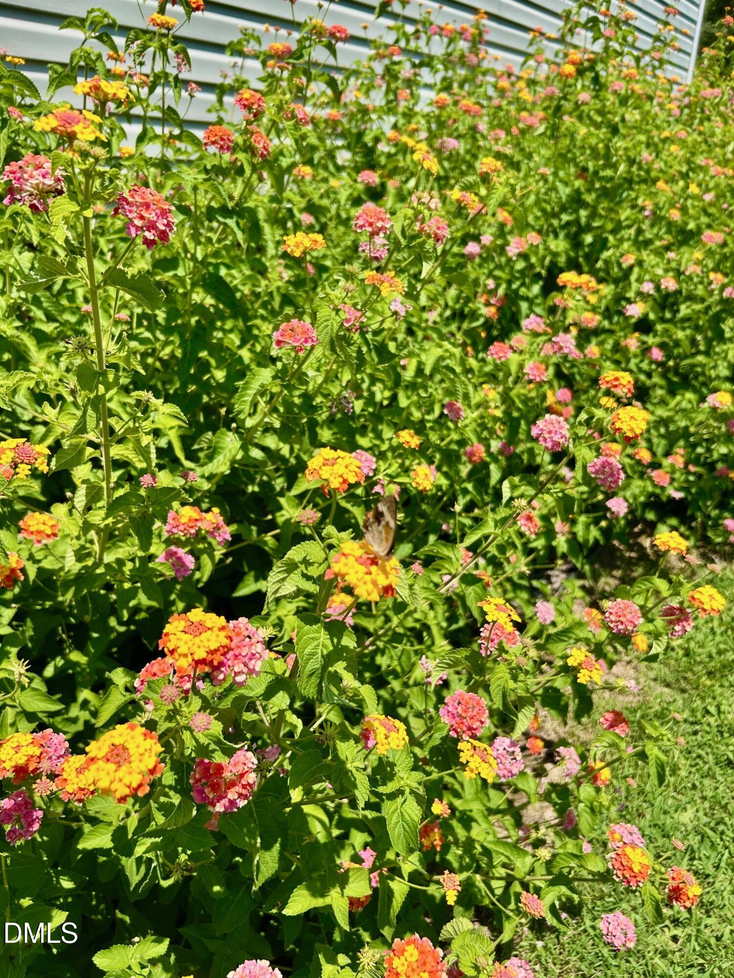 1510 Asbury Church Road Sanford, NC 27330 - Photo 31 of 40 ButterflyGarden