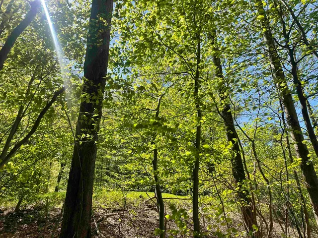 $168,000 | 530 Finbars Forest Road, Manchester, VT 05255