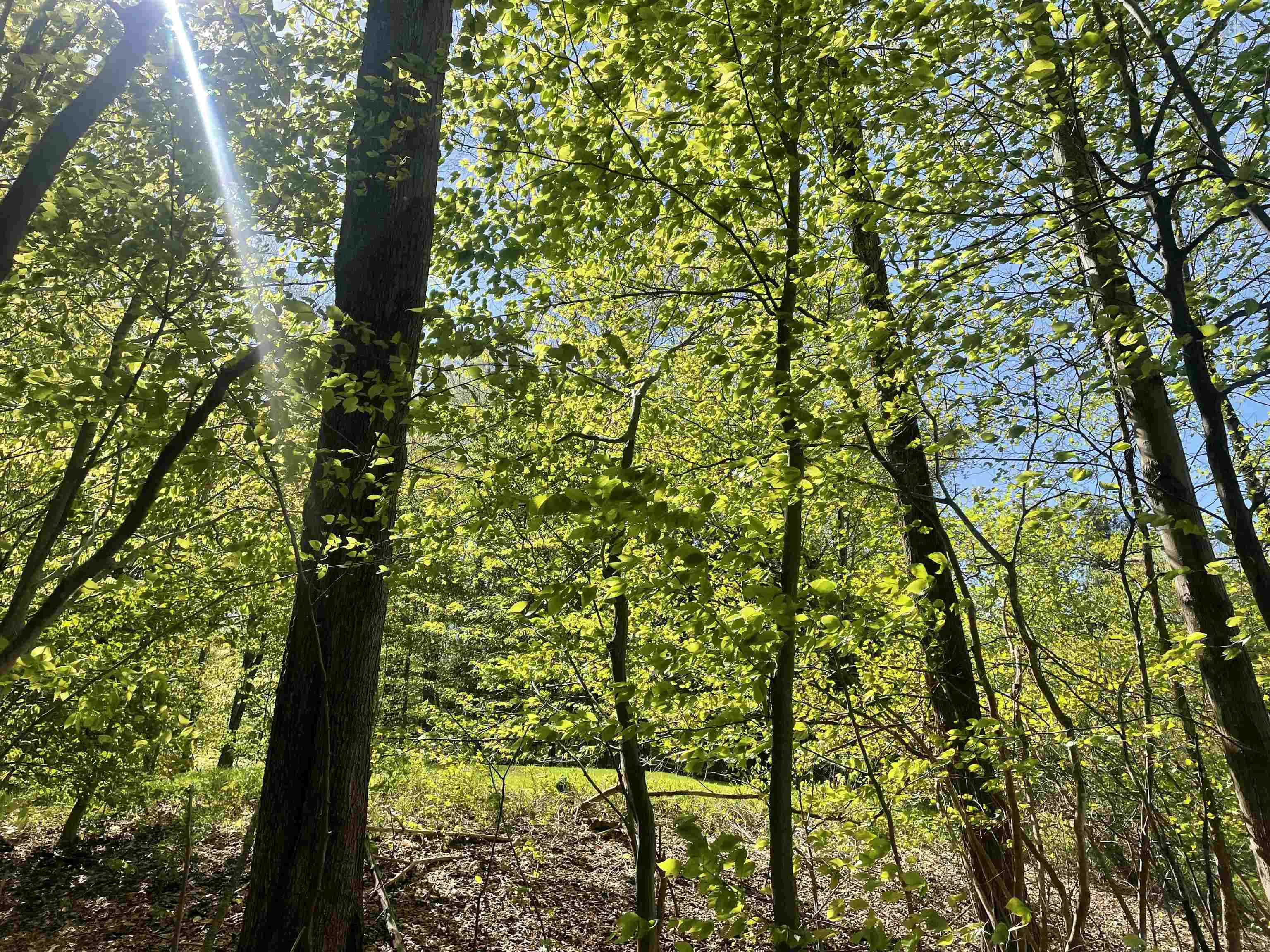 530 Finbars Forest Road Manchester, VT 05255 - Photo 6 of 15