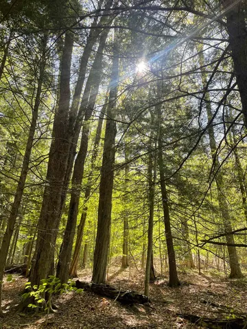 $168,000 | 530 Finbars Forest Road, Manchester, VT 05255