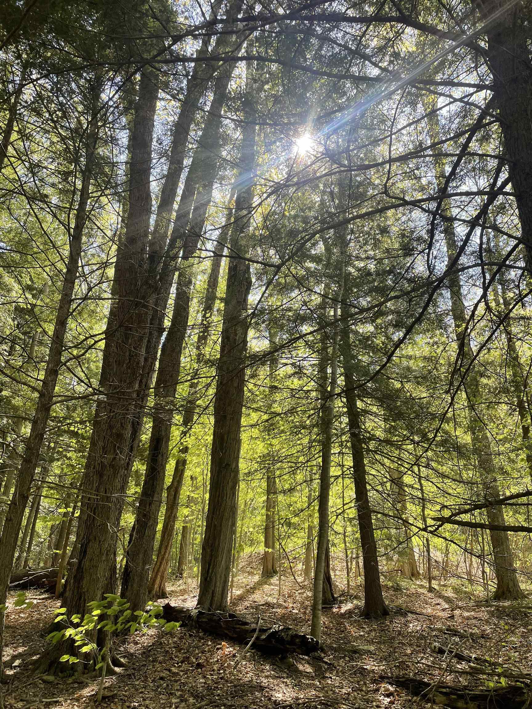 530 Finbars Forest Road Manchester, VT 05255 - Photo 8 of 15