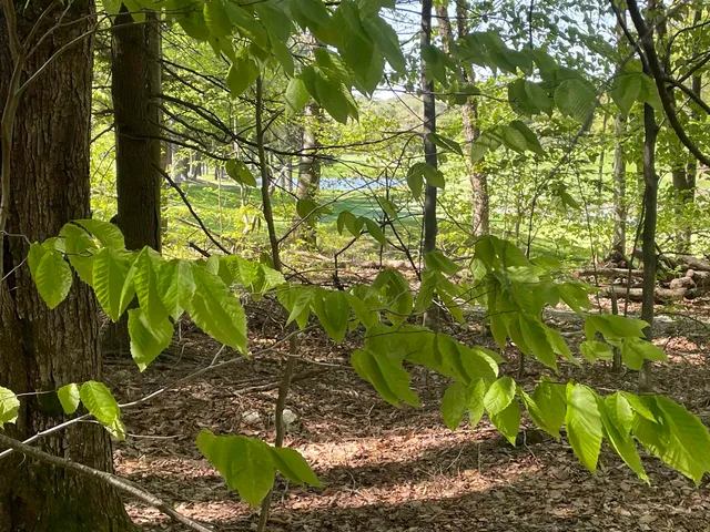 $168,000 | 530 Finbars Forest Road, Manchester, VT 05255