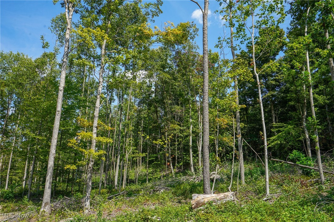 Blackfork Road Oak Hill, OH 45656 - Photo 14 of 24 View of landscape