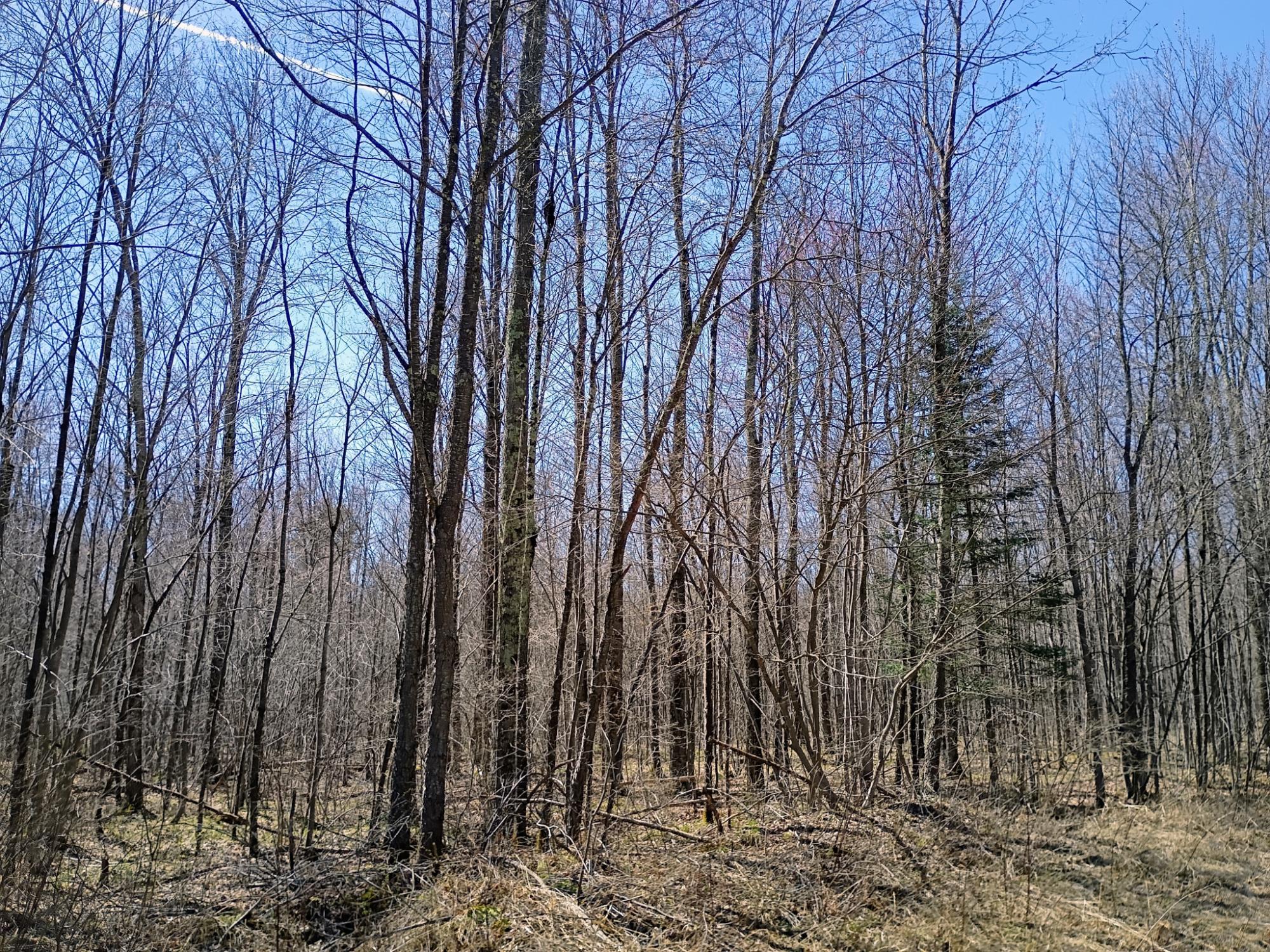 120 Silver Creek Road Ogema, WI 54459 - Photo 13 of 18 Gallery Image 13