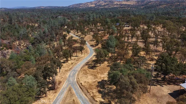 a view of a forest with trees in the background