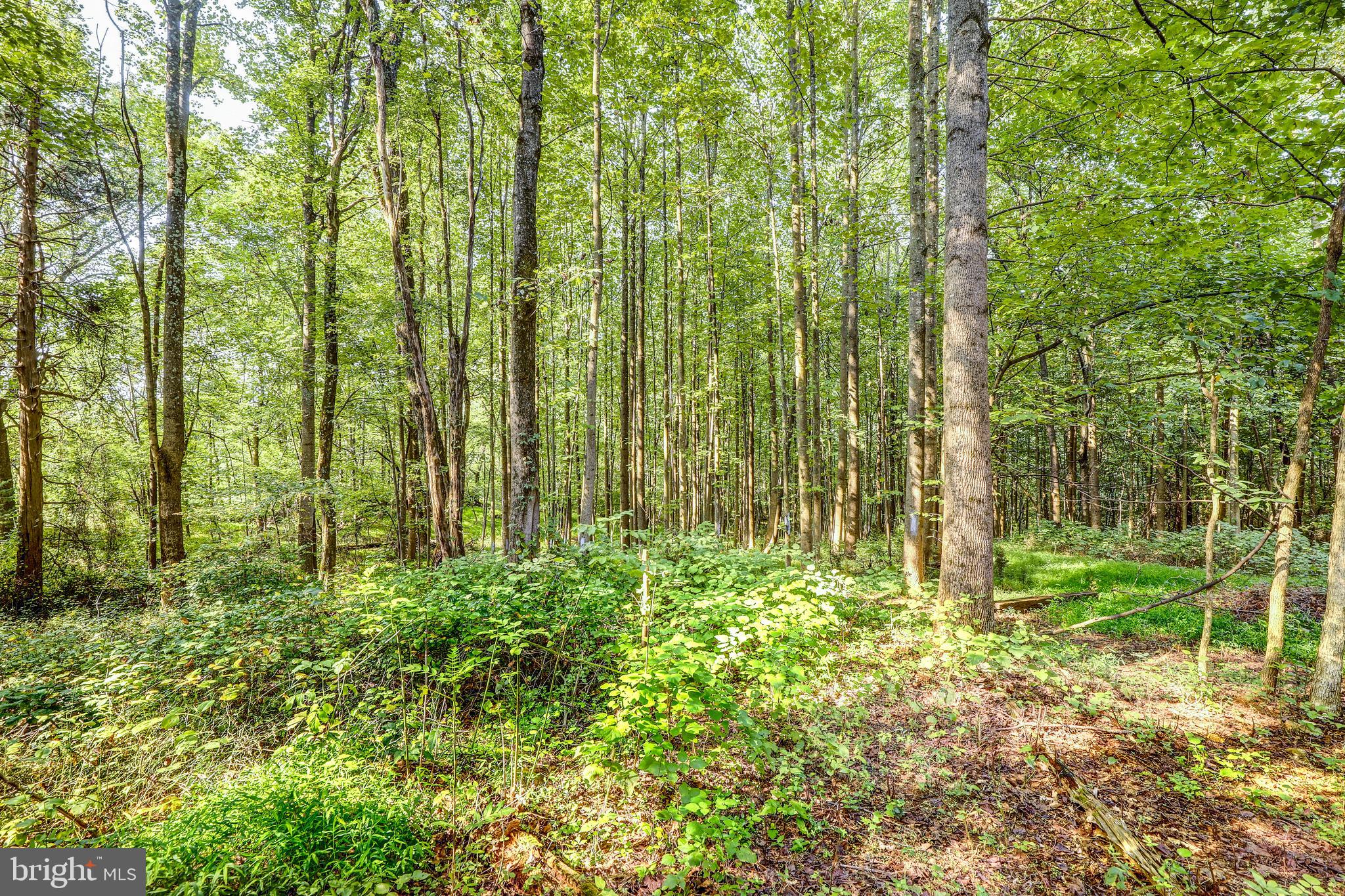 19106 Loggers Road Culpeper, VA 22701 - Photo 38 of 42 Gallery Image 38