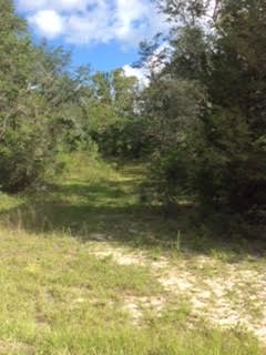 0 Live Oak Road, Unit 1 Perry, FL 32348 - Photo 6 of 8 Gallery Image 6