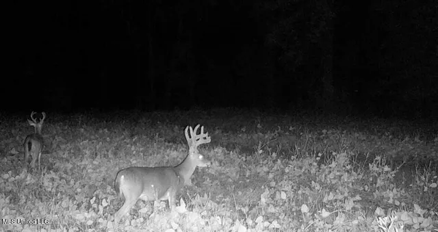 $4,780,500 | Natchez Trace Parkway, Kosciusko, MS 39090