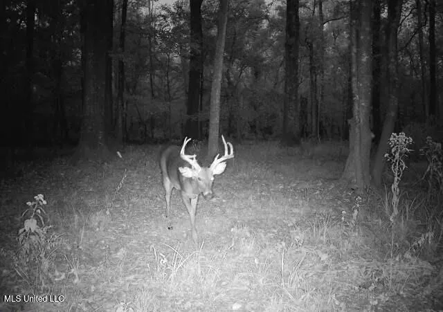 $4,780,500 | Natchez Trace Parkway, Kosciusko, MS 39090