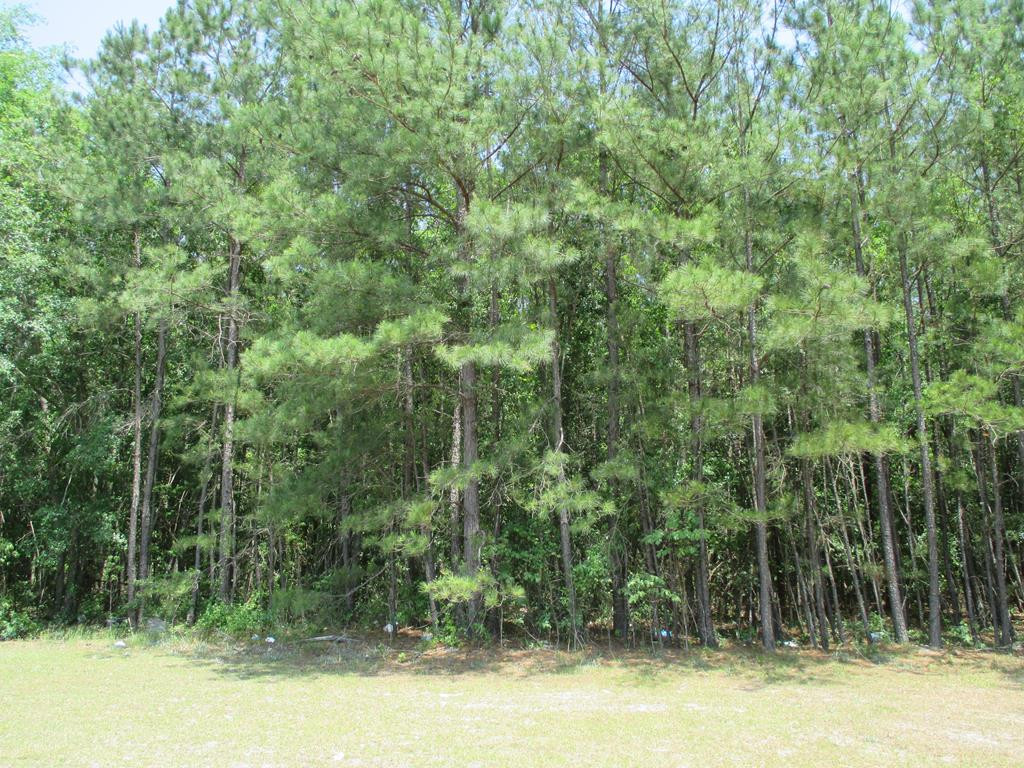 0 Cuttino Road Sumter, SC 29150 - Photo 1 of 1 Gallery Image 1