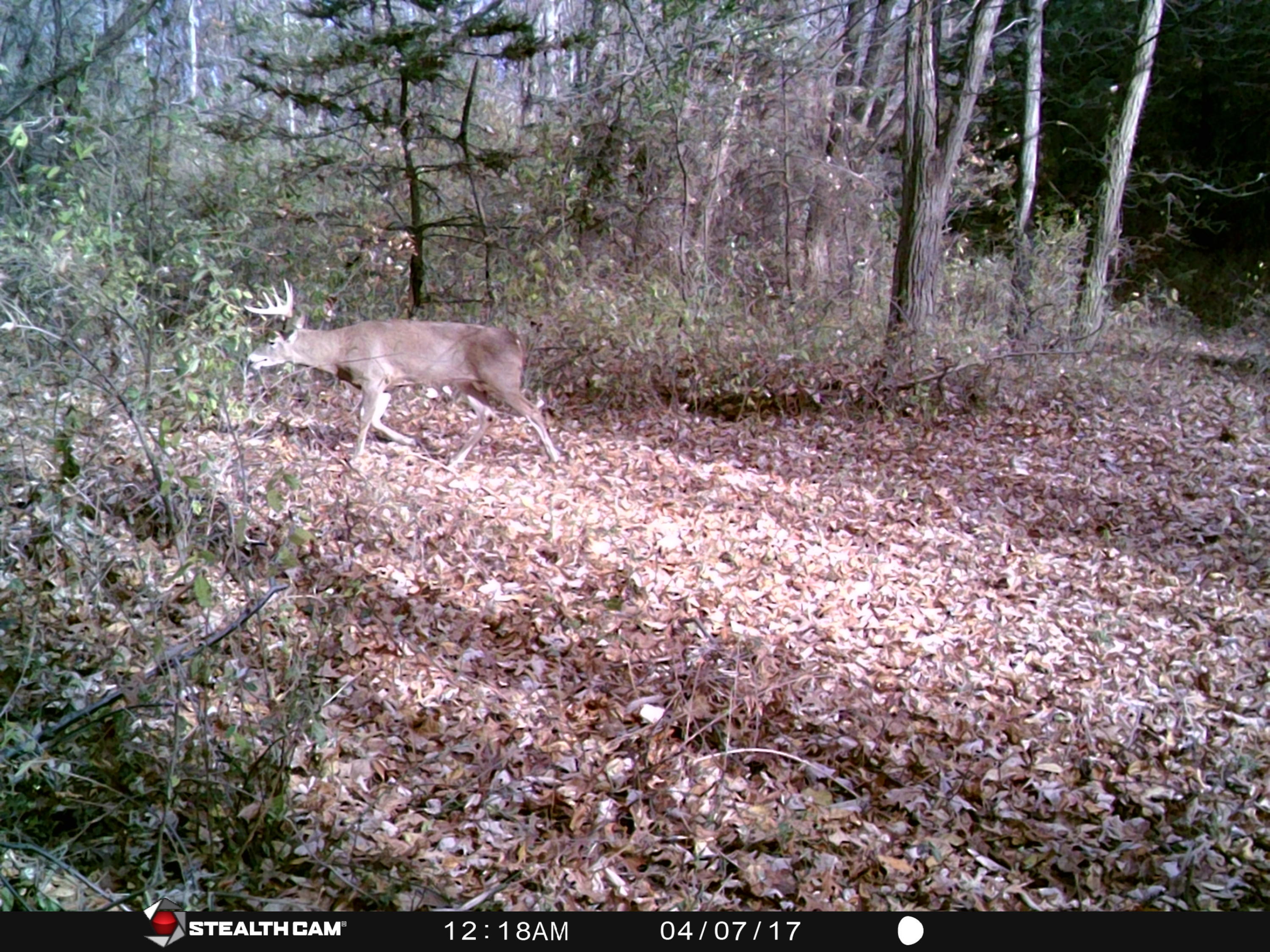 0 West 7 Mile Road Brimley, MI 49715 - Photo 12 of 12 Gallery Image 12