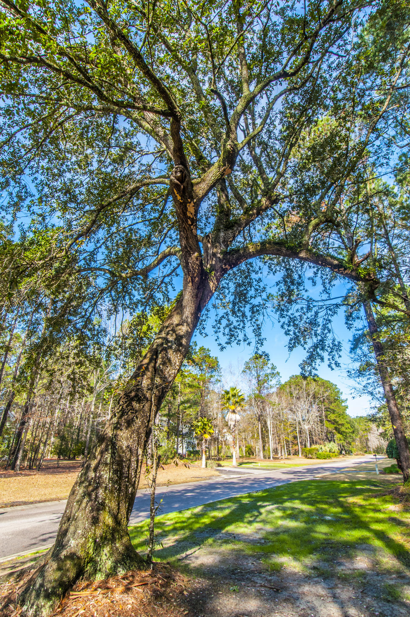 1841 Shell Ring Circle Mount Pleasant, SC 29466 - Photo 11 of 26 _DSC1923