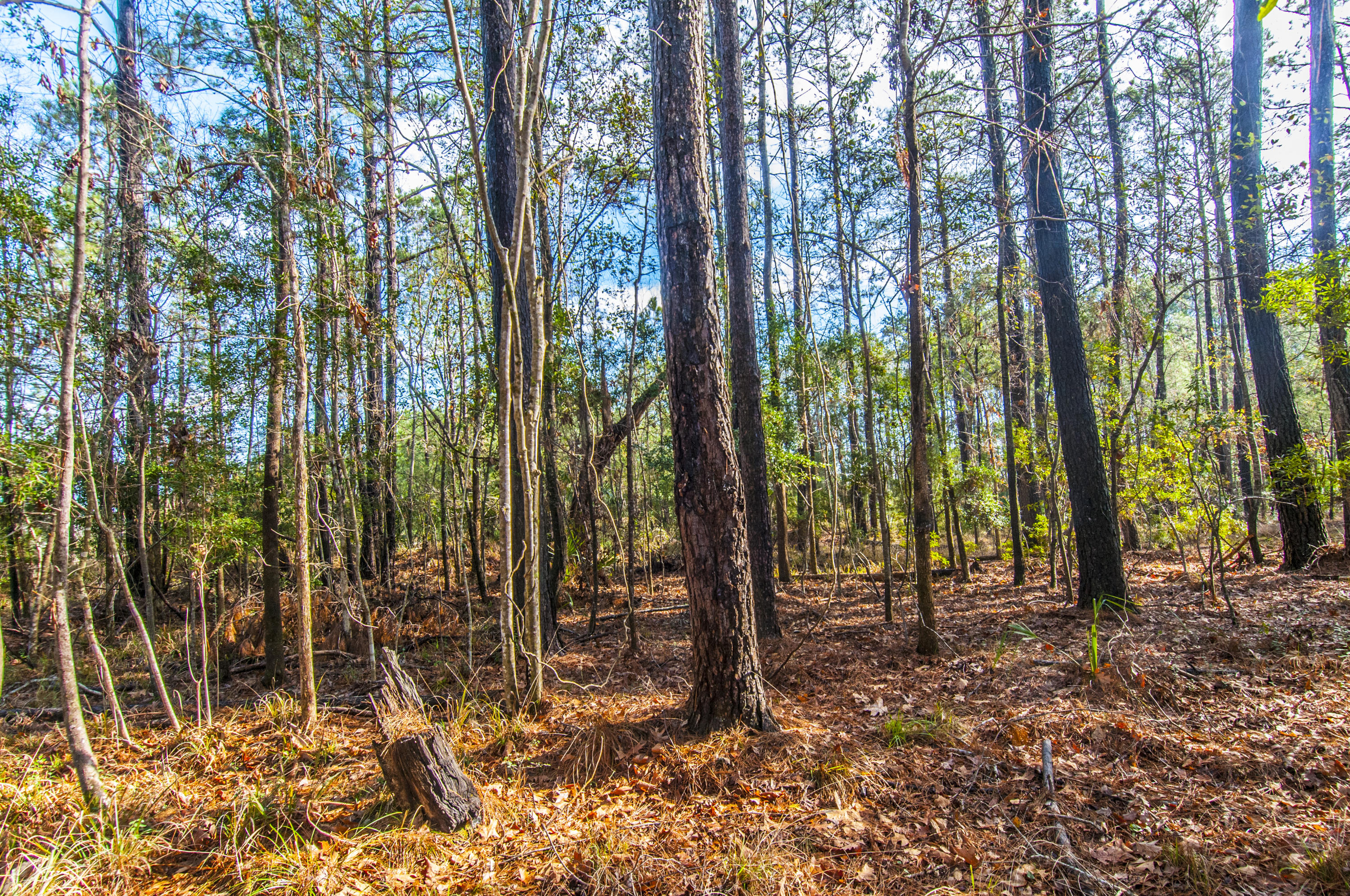 1841 Shell Ring Circle Mount Pleasant, SC 29466 - Photo 8 of 26 _DSC1918