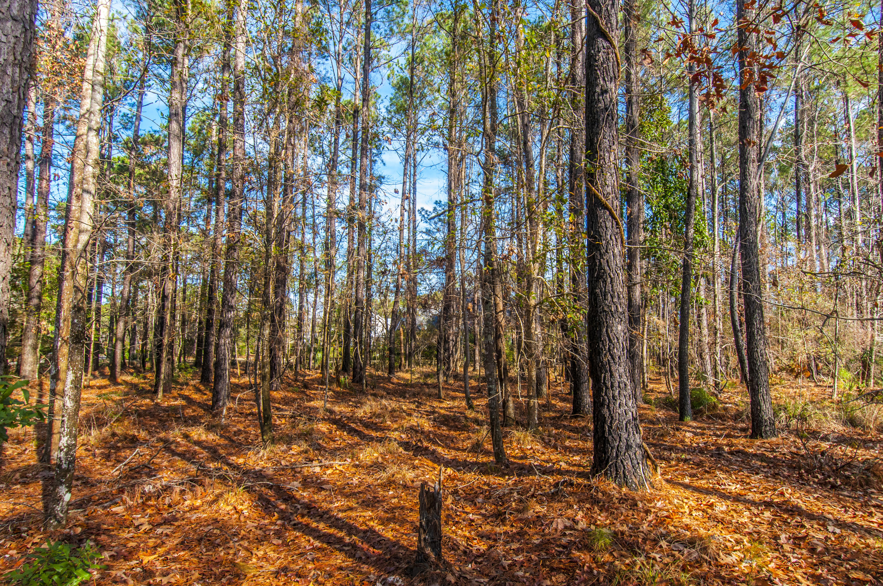 1841 Shell Ring Circle Mount Pleasant, SC 29466 - Photo 10 of 26 _DSC1921
