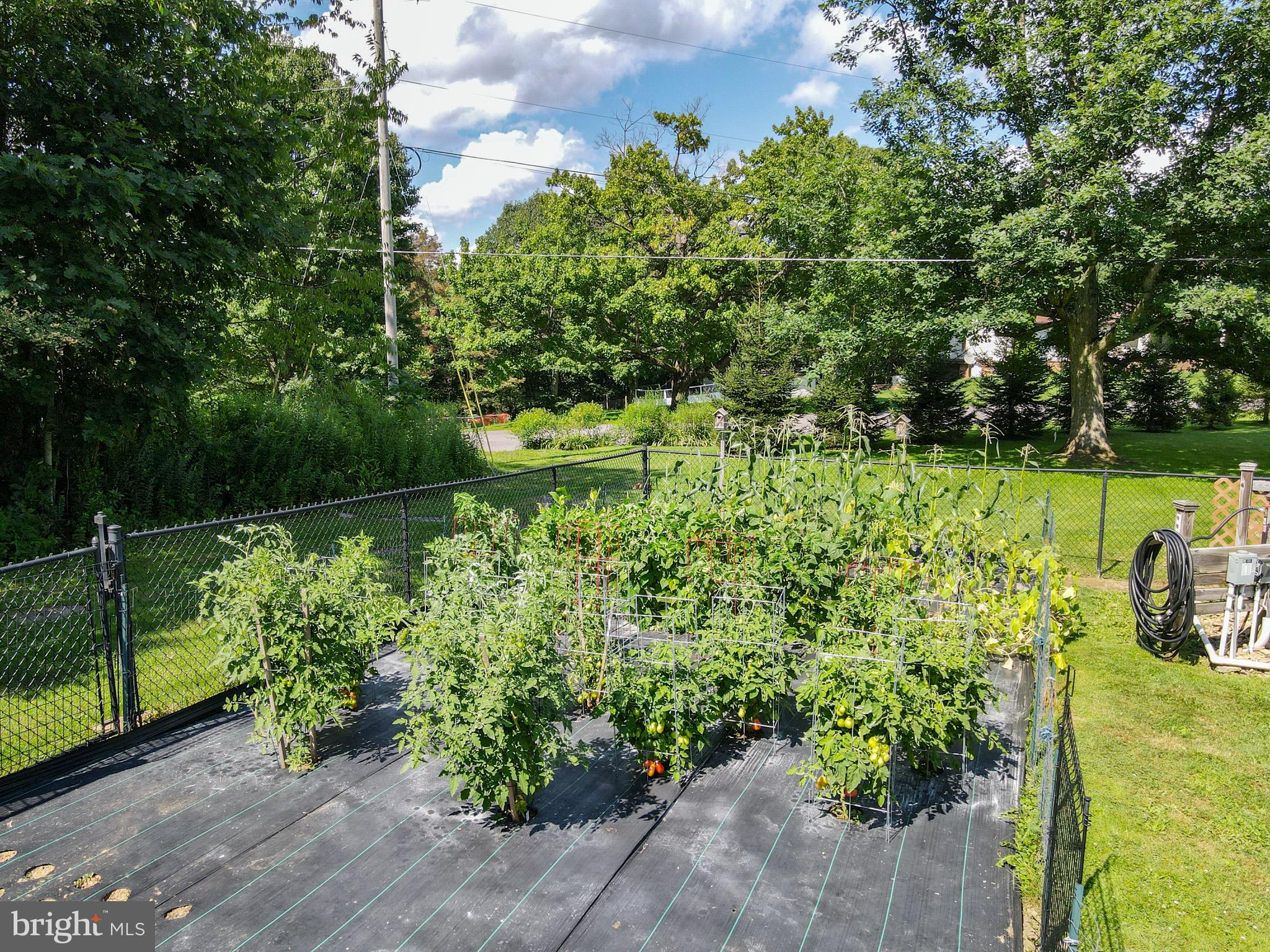 265 Fearer Road Friendsville, MD 21531 - Photo 67 of 75 Lush garden thriving under blue skies.