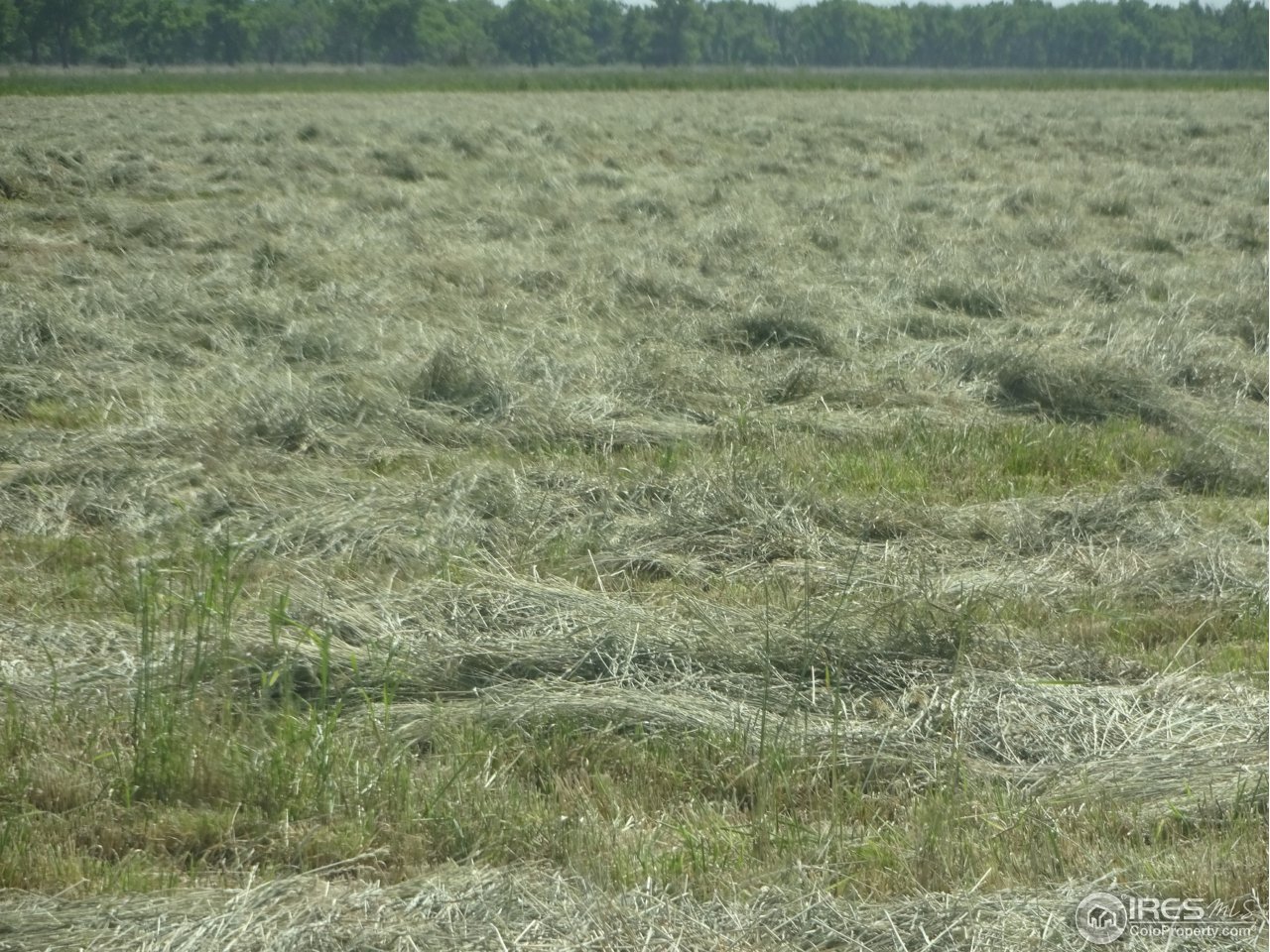0 County Rd T Fort Morgan, CO 80701 - Photo 10 of 10 Cut Grass