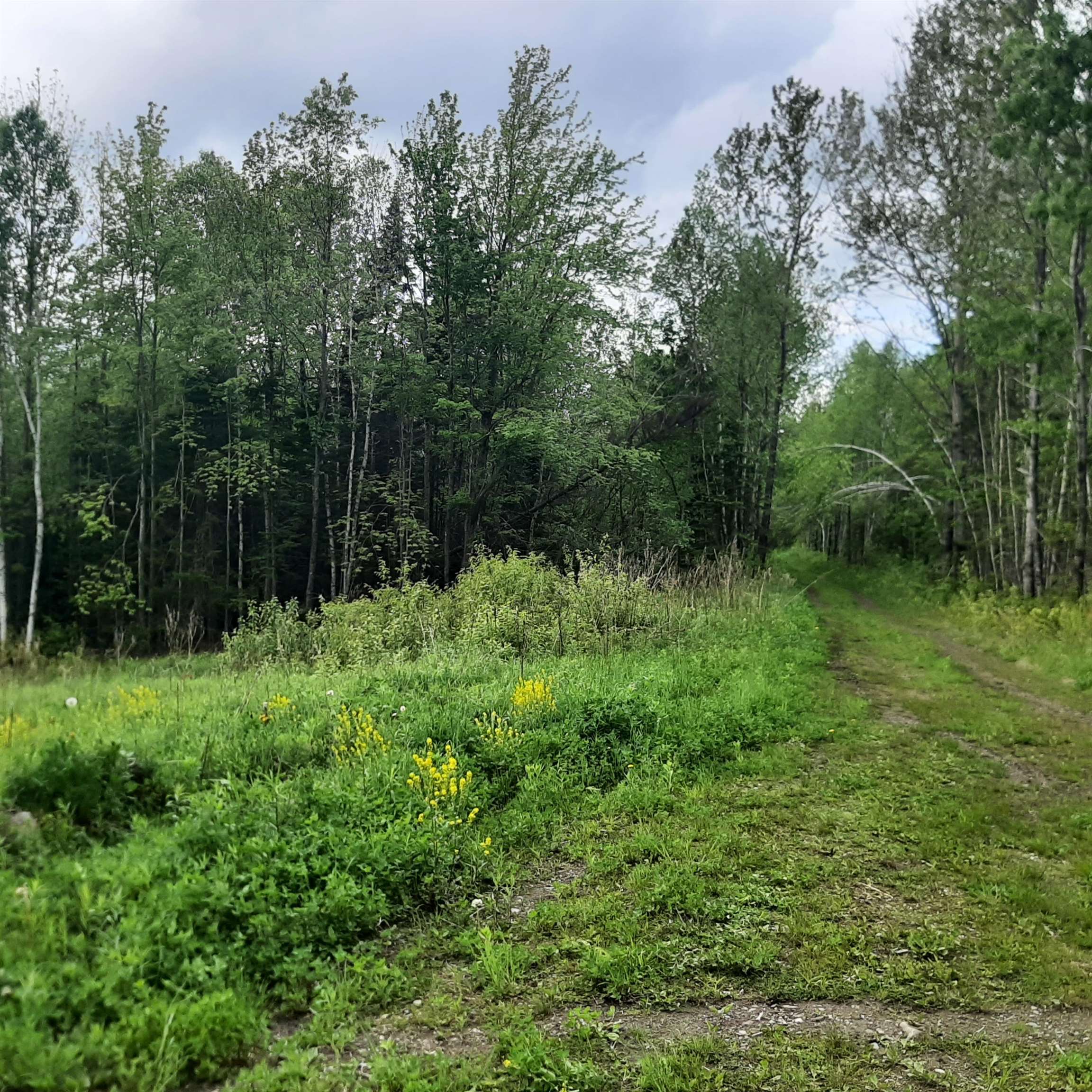 Lot 16 Oakes Road, Unit LOT 16 Colebrook, NH 03576 - Photo 9 of 11