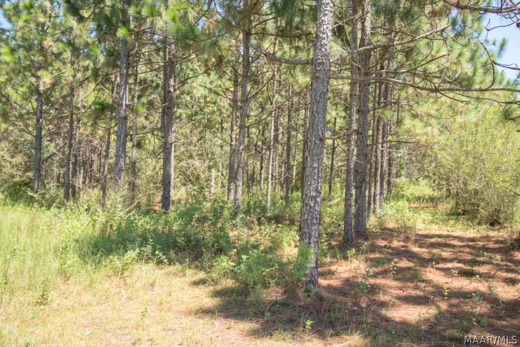 37-acres White Oak Road Slocomb, AL 36375 - Photo 6 of 24 Gallery Image 6