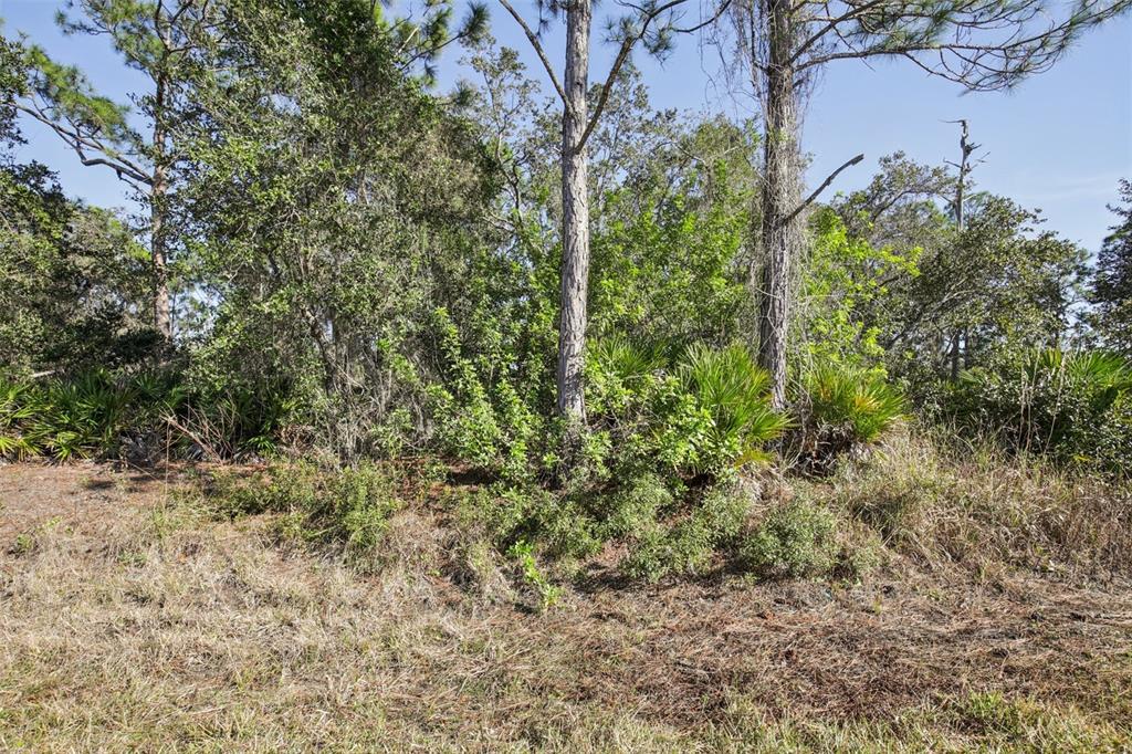 3124 Vessels Road Punta Gorda, FL 33980 - Photo 2 of 13 a view of a yard with plants and tree
