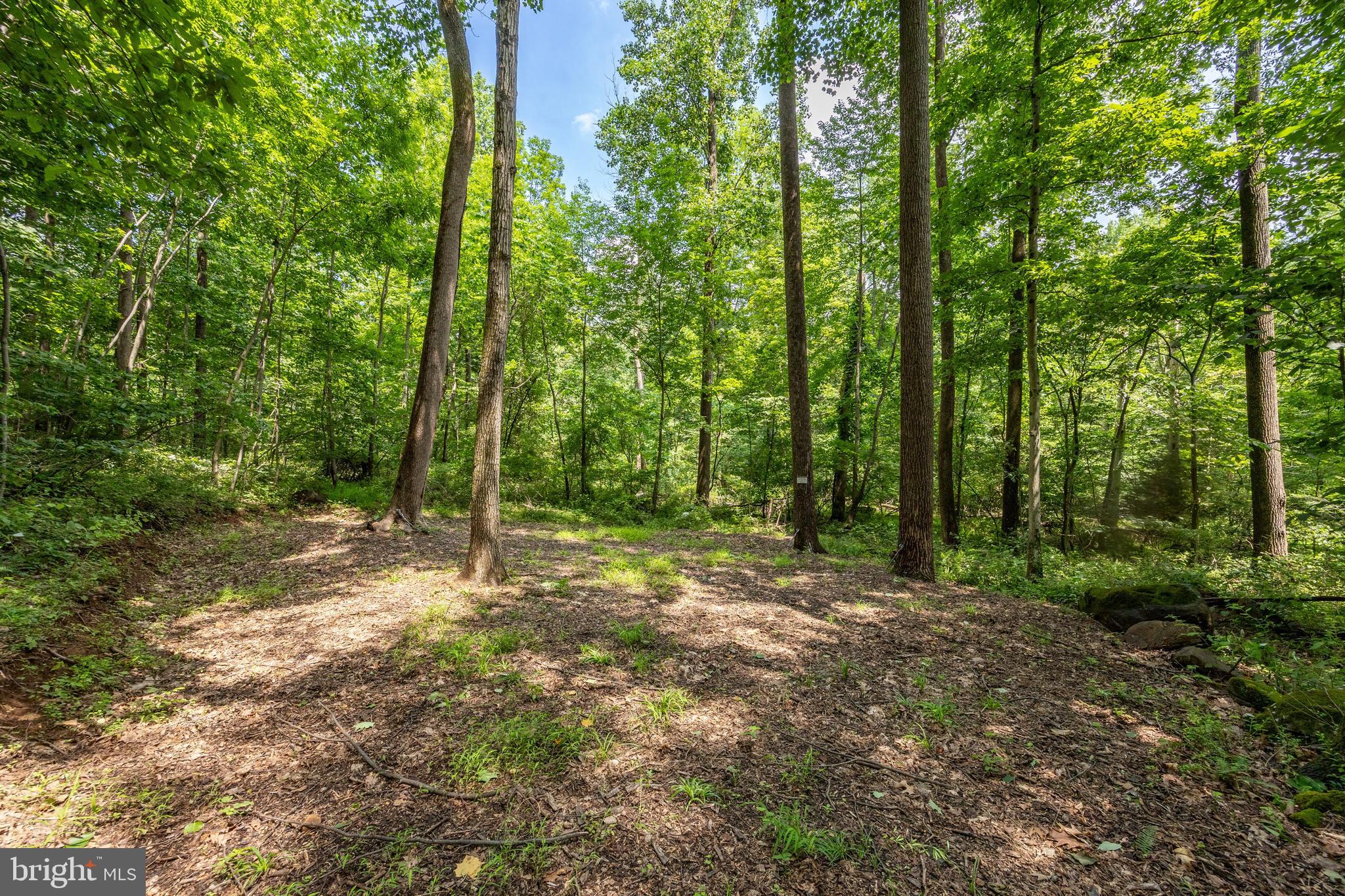 2488 Sanatoga Road Pottstown, PA 19464 - Photo 86 of 92 a view of a forest with trees in the background