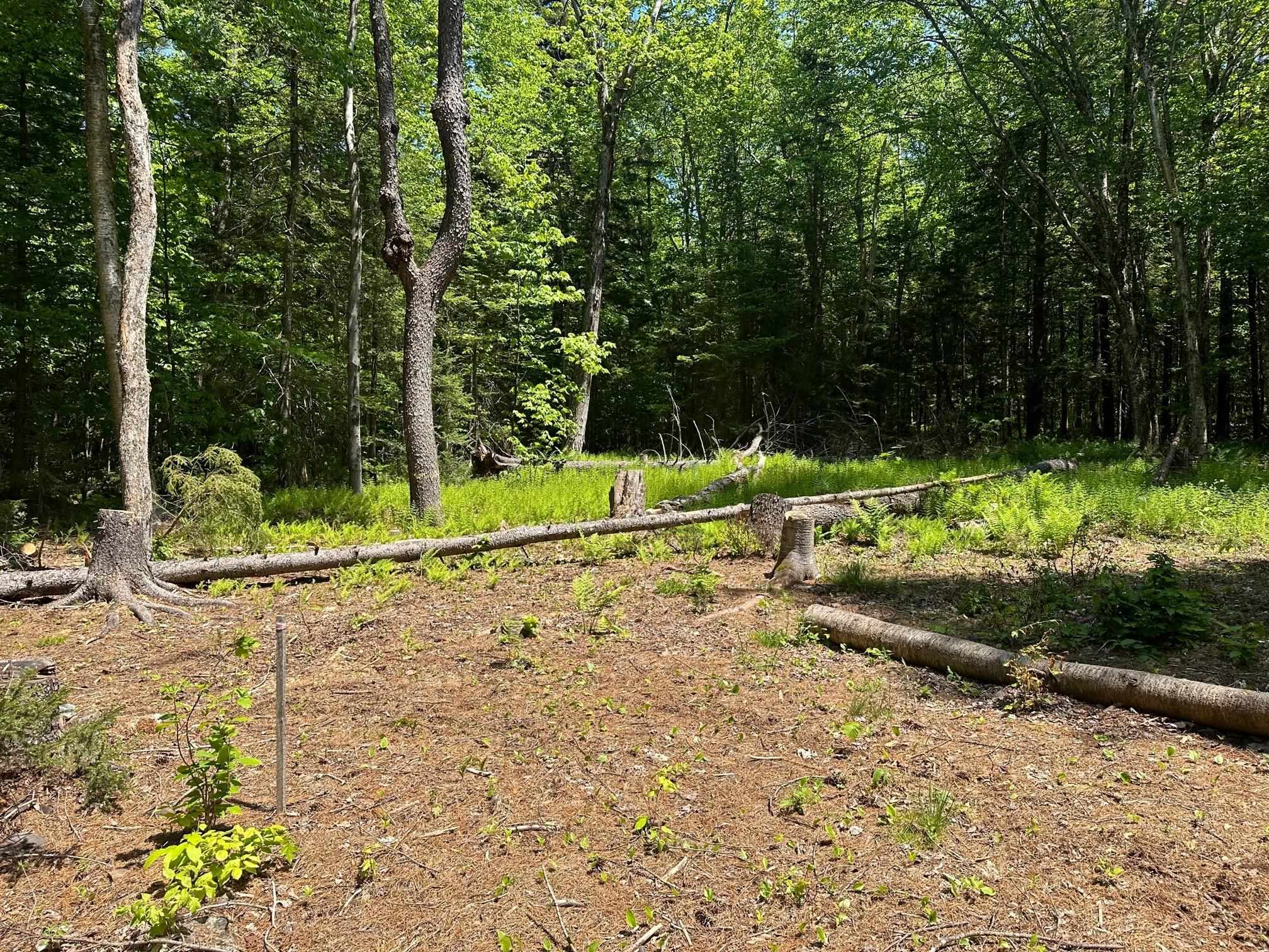 232 Deer Hill Road Whitingham, VT 05361 - Photo 2 of 14