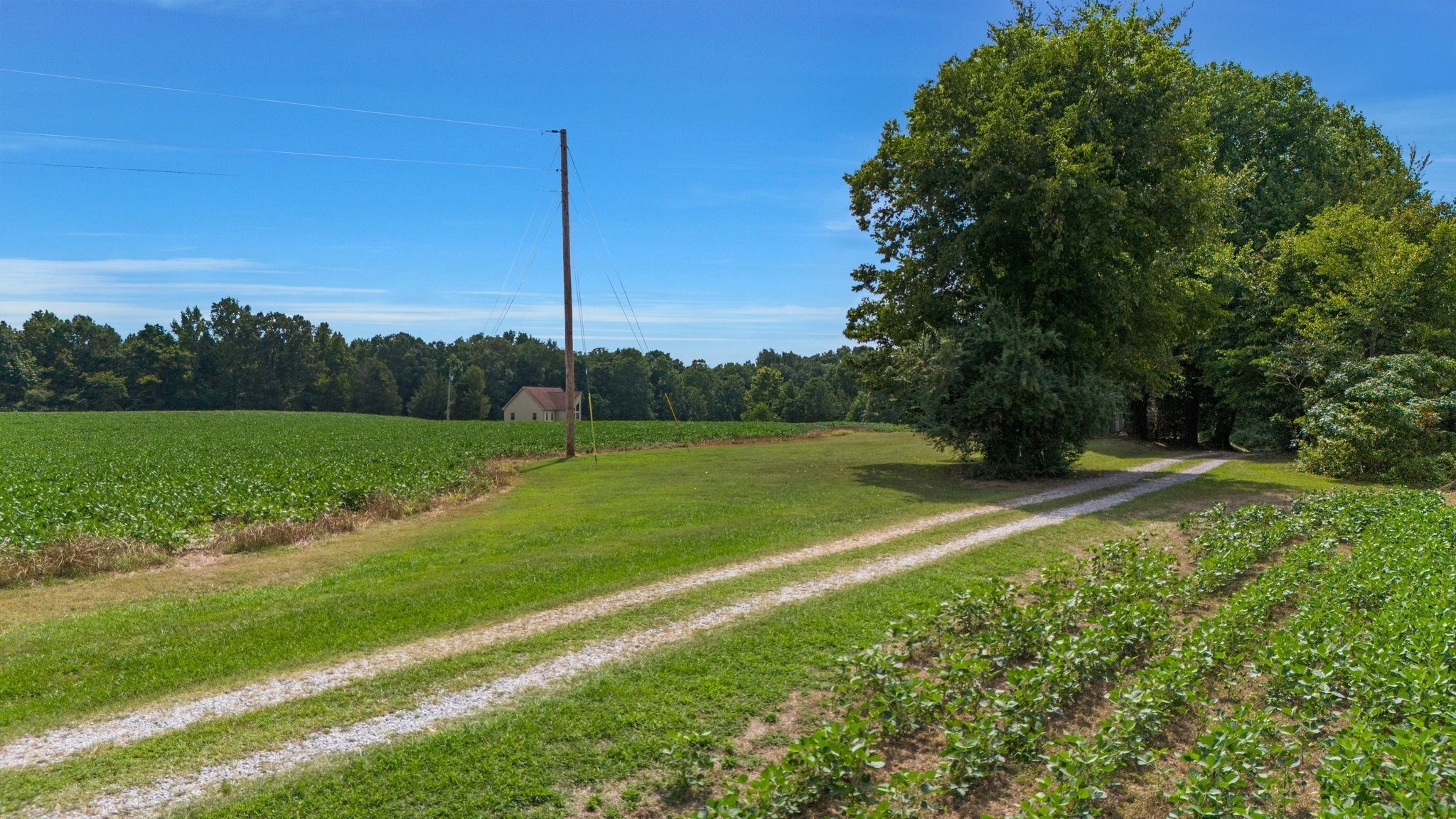 4664 New Cut Road Greenbrier, TN 37073 - Photo 39 of 87 a view of a backyard with a large trees