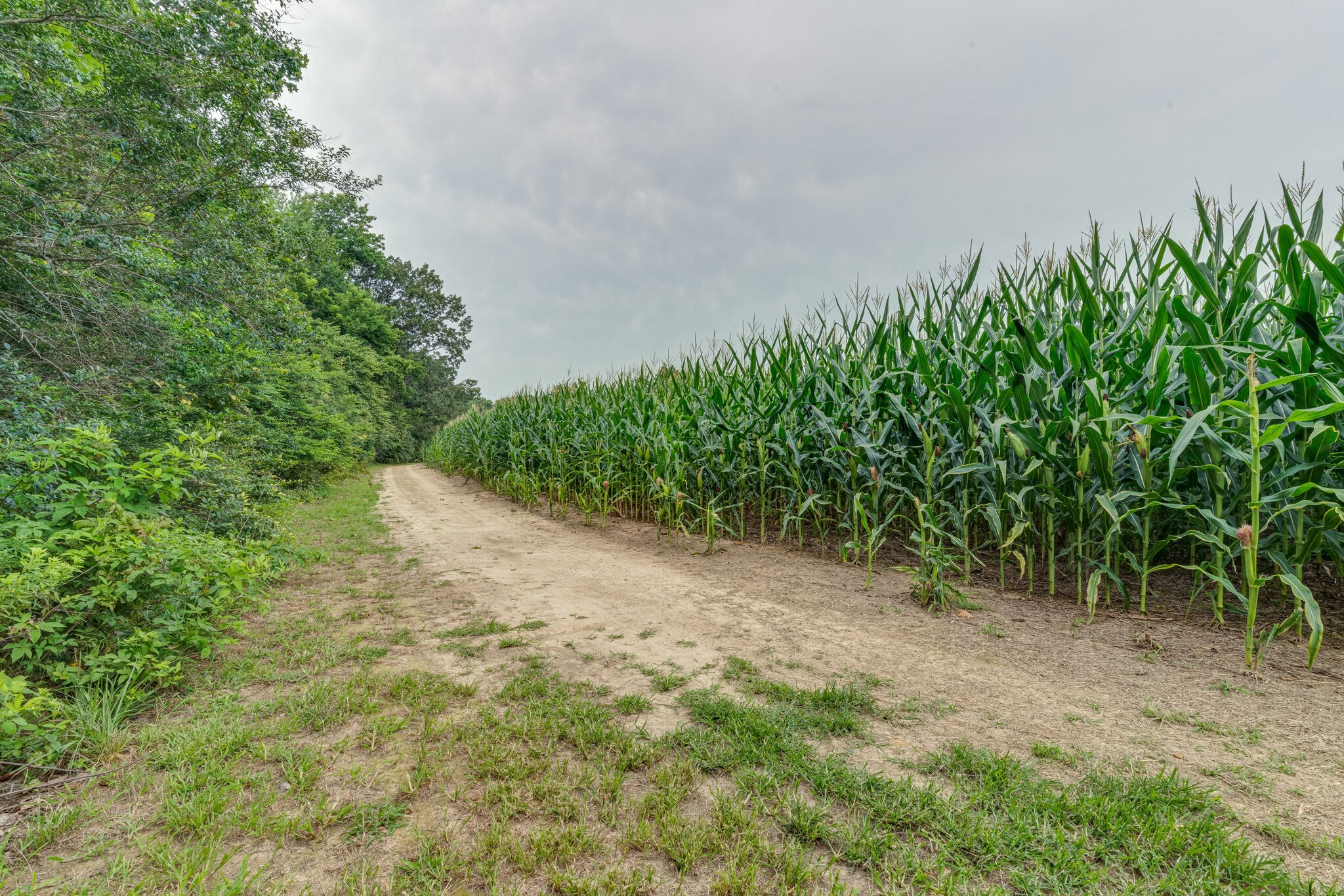 4664 New Cut Road Greenbrier, TN 37073 - Photo 76 of 87 a view of a plants with large trees
