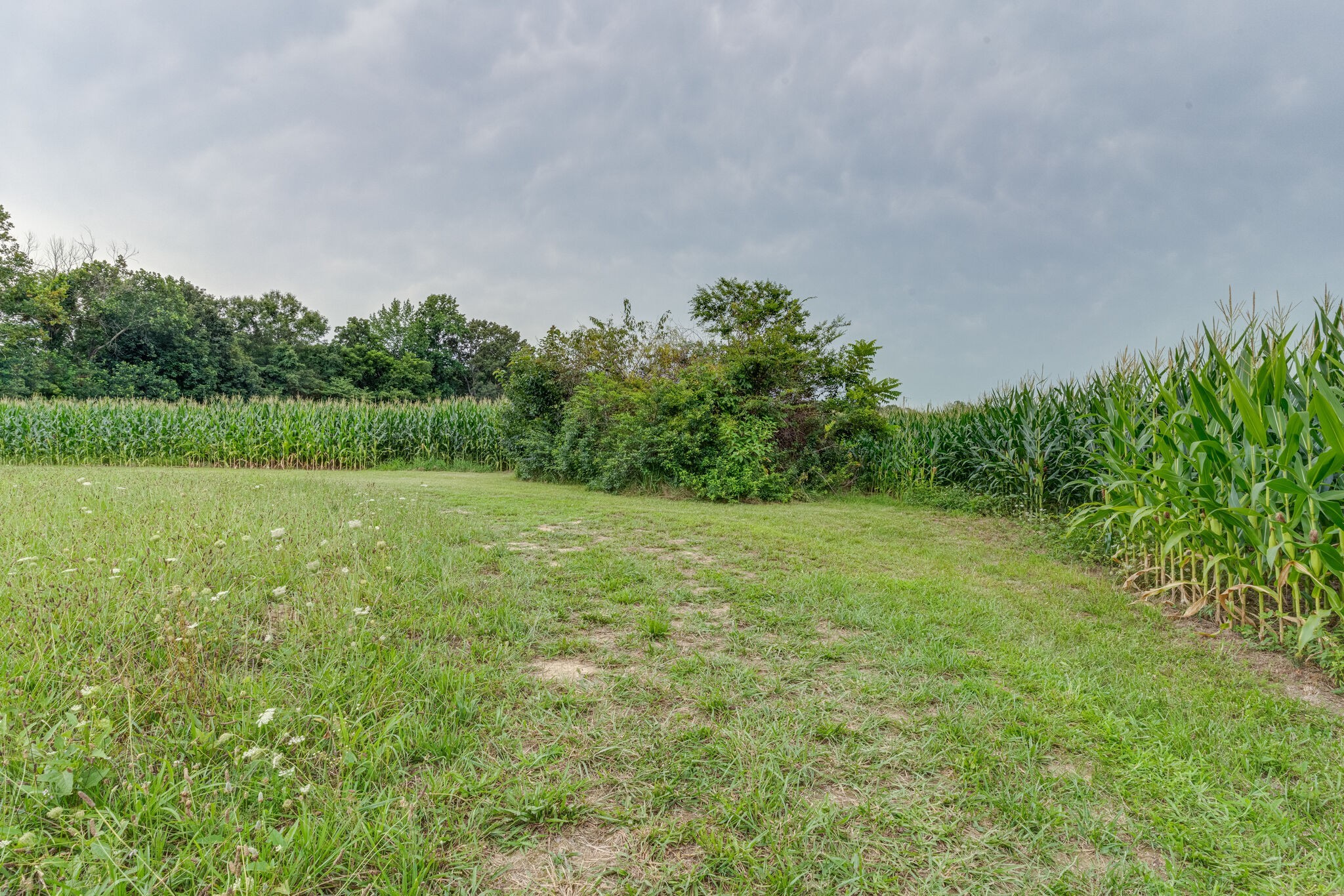4664 New Cut Road Greenbrier, TN 37073 - Photo 81 of 87 a big yard with lots of green space and plants