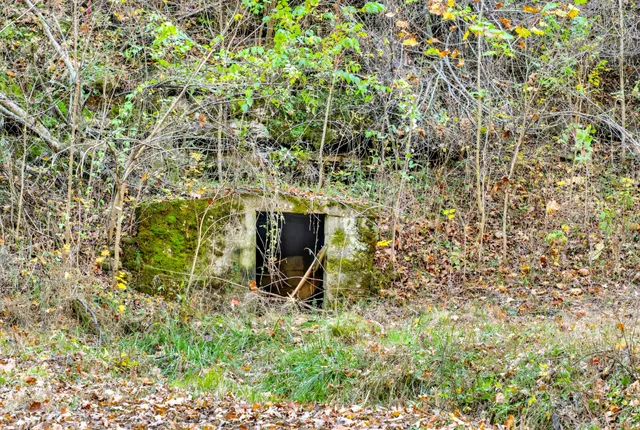 a picture of a tree in a field