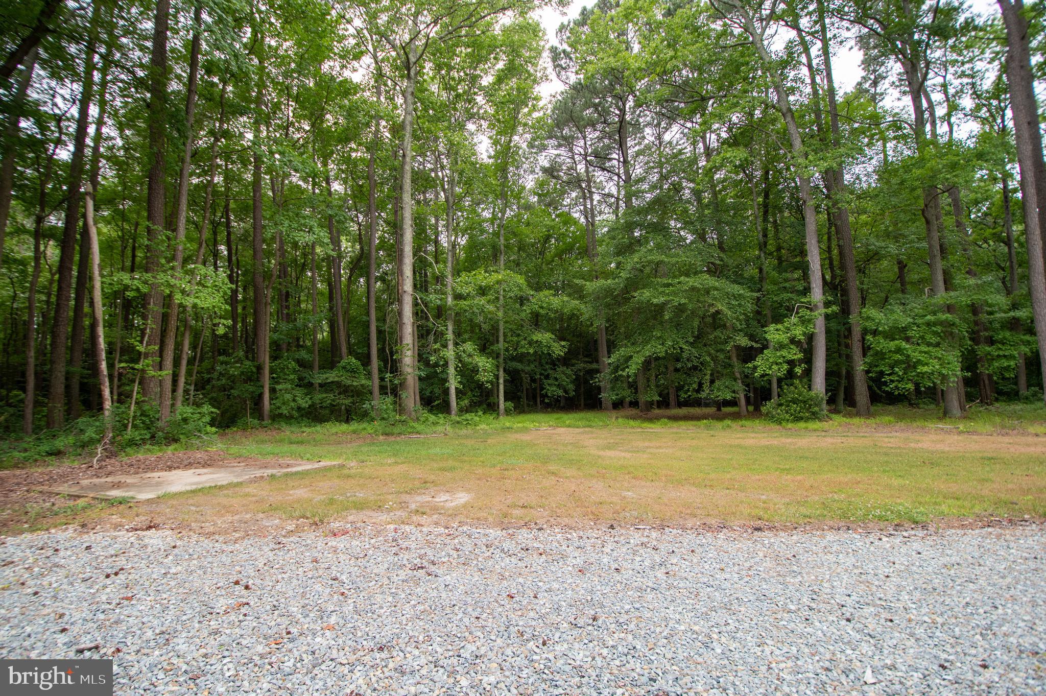 21449 Nanticoke Road Tyaskin, MD 21865 - Photo 14 of 14 a view of a yard with a trees