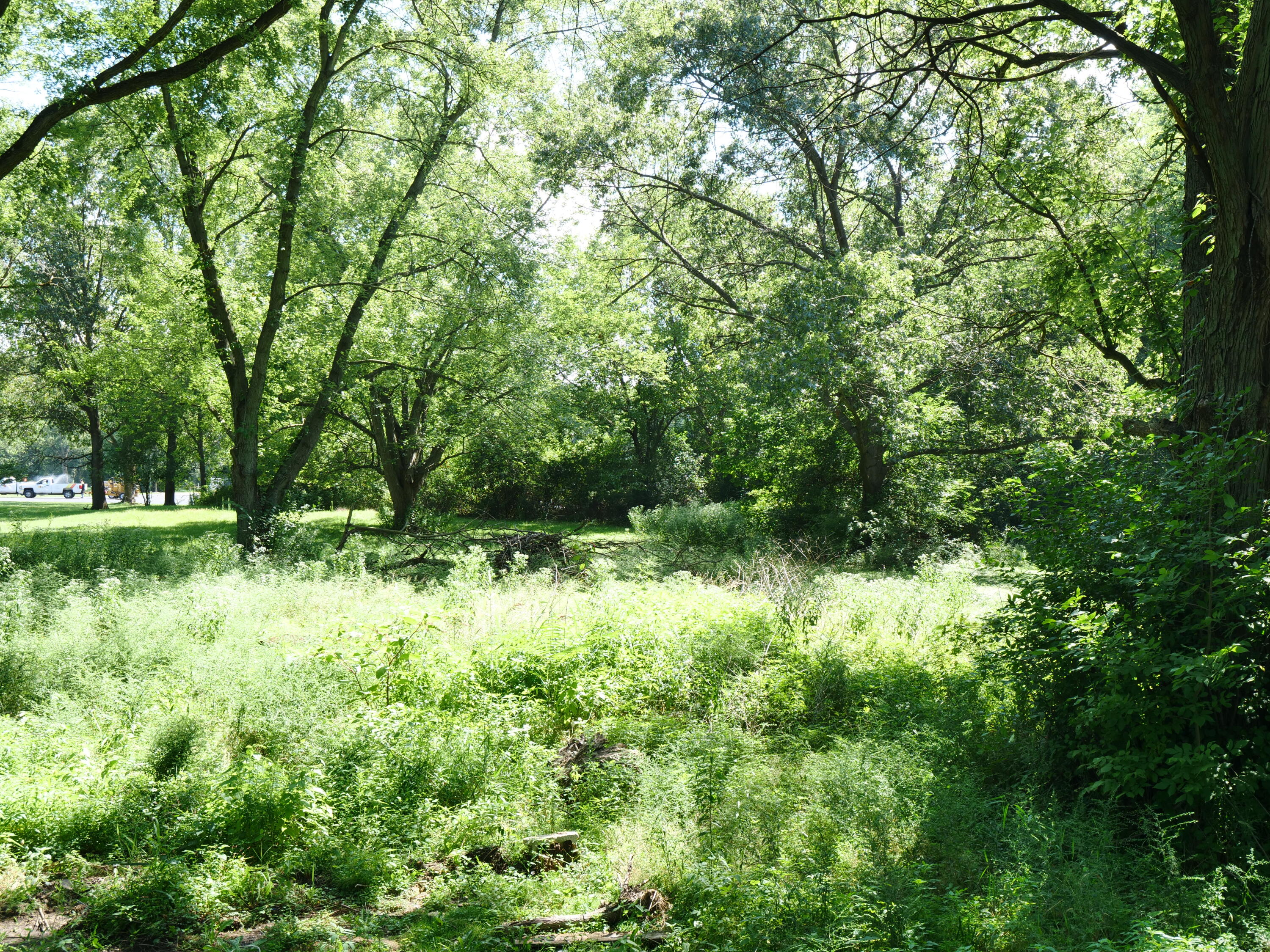132 James Road Griffith, IN 46319 - Photo 7 of 7 a view of a lush green forest