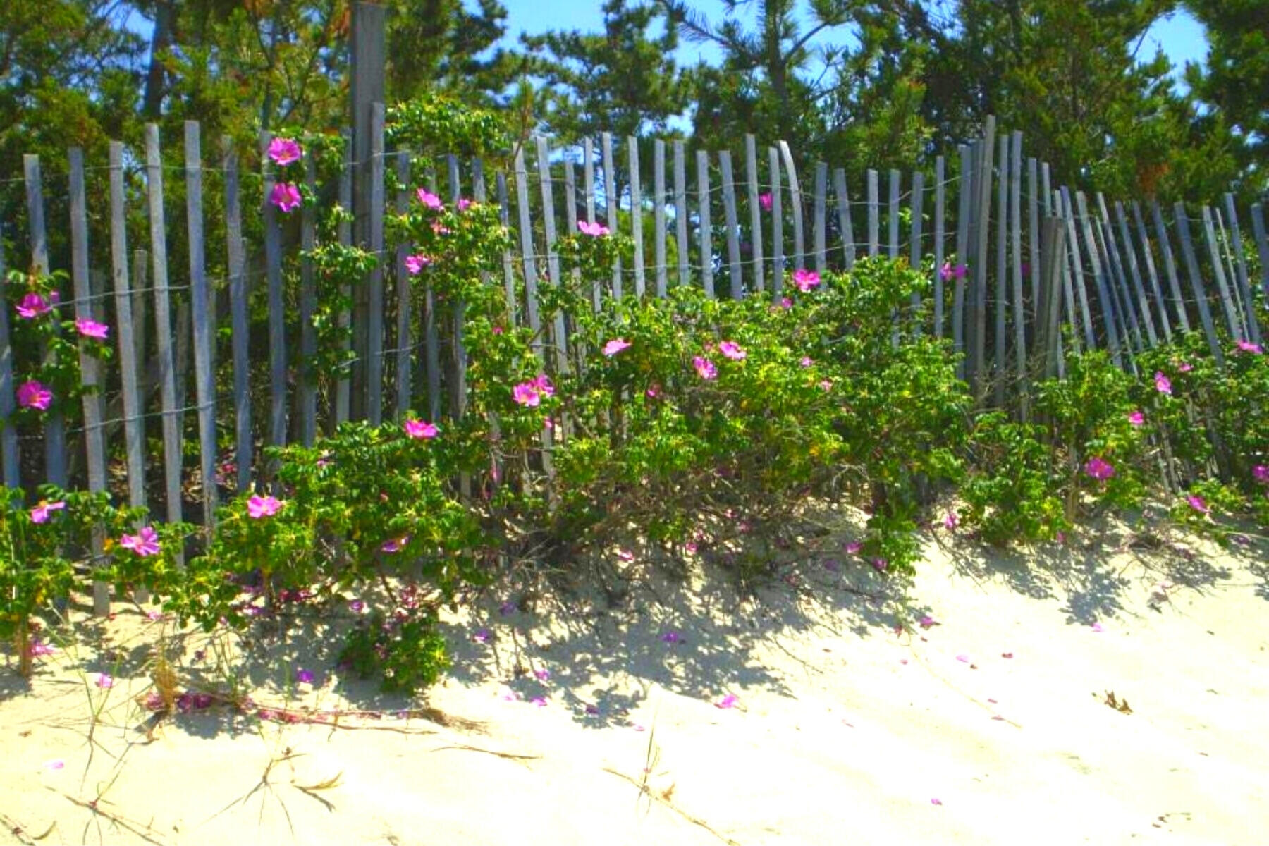 216 James Otis Road Centerville, MA 02632 - Photo 54 of 62 Covells Beach (Resident only beach)