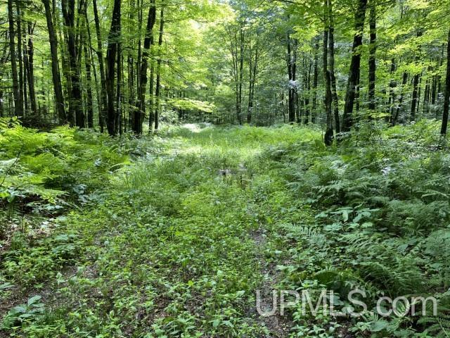 40-acres New DNR Road Crystal Falls, MI 49920 - Photo 10 of 46