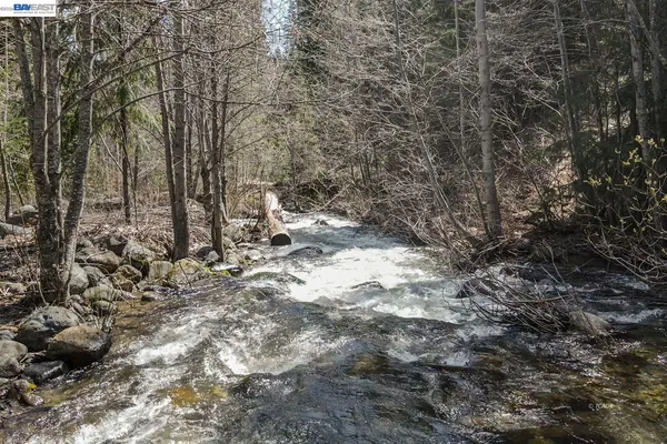 a view of a forest with trees in the background